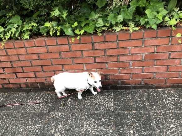 e0106372_07061278.jpeg