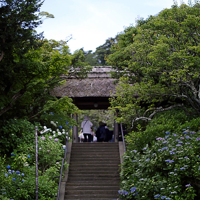 鎌倉紫陽花散歩　東慶寺　花とは縁が切れません　18.06.05 11:06_d0367875_05272907.jpg