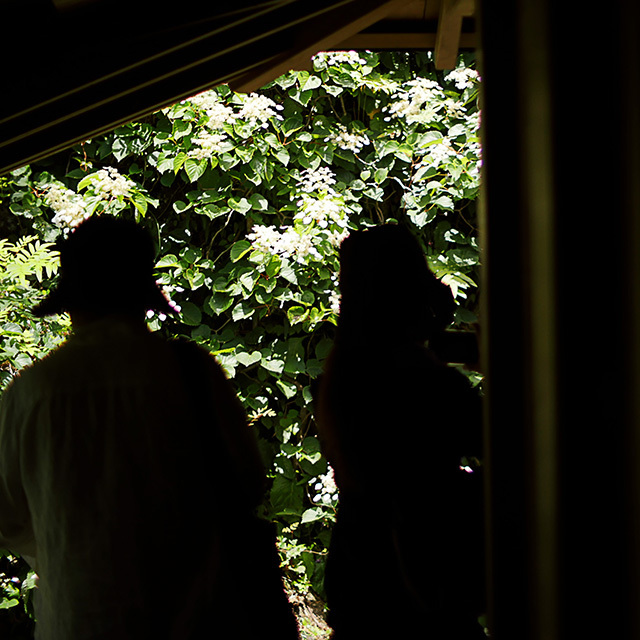 鎌倉紫陽花散歩　東慶寺　花とは縁が切れません　18.06.05 11:06_d0367875_05272982.jpg