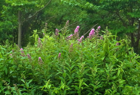 f0083977_06291283.jpg