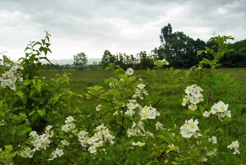 f0083977_06315384.jpg