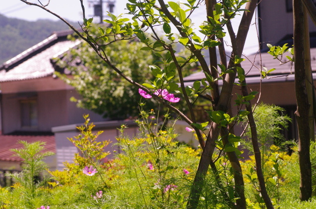 d0034980_20422393.jpg