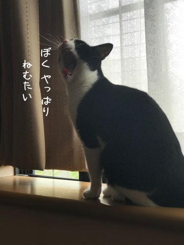 a0216583_17411335.png