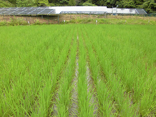 7月4日の田んぼ(月光原小・西根小)_d0247484_15362311.jpg