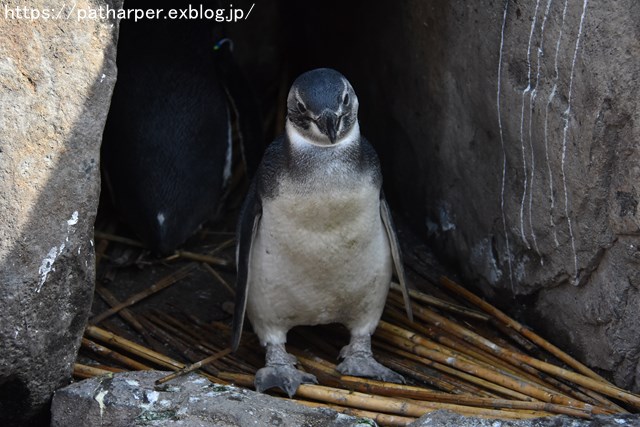 ２０１８年６月　須磨海浜水族館　その２_a0052986_659887.jpg