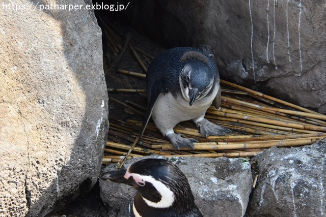 ２０１８年６月　須磨海浜水族館　その２_a0052986_725010.jpg