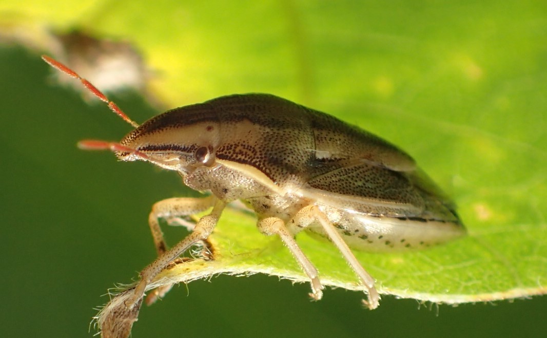 ウズラカメムシ Aelia Fieberi 写ればおっけー コンデジで虫写真 ウズラカメムシ Aelia Fieberi 写ればおっけー コンデジで虫写真