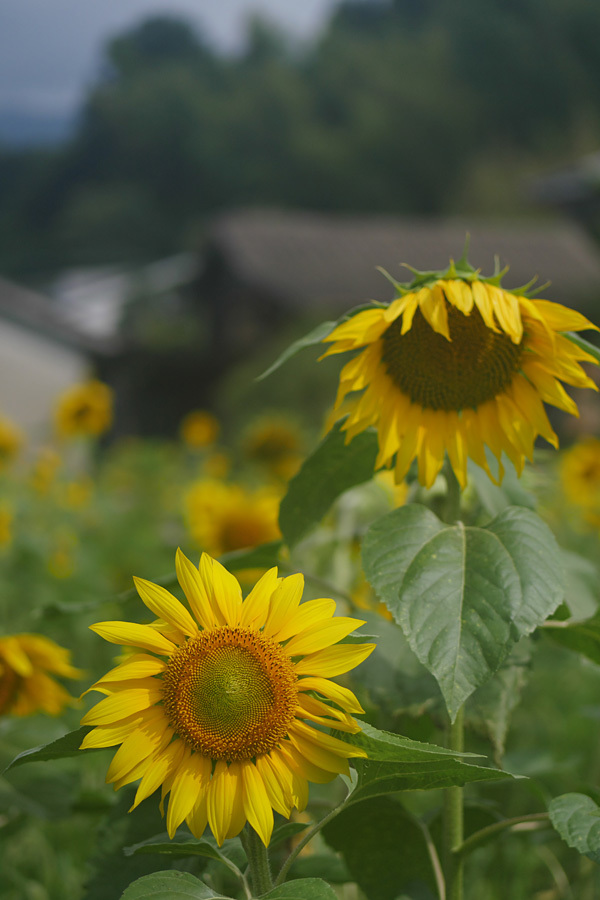 18.06.24：今年最後の紫陽花は大聖寺で６_c0007190_19170268.jpg