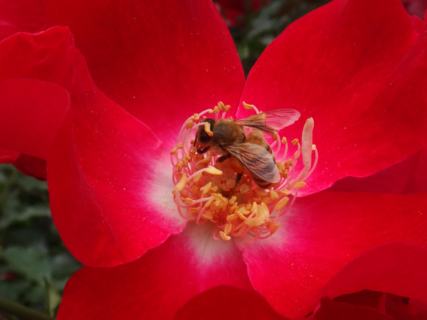ツルバラに小さな蜂のお客様♪_a0136293_17231037.jpg