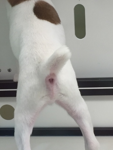 大切なお知らせがあります 驚きの報告_a0134394_07032708.jpeg