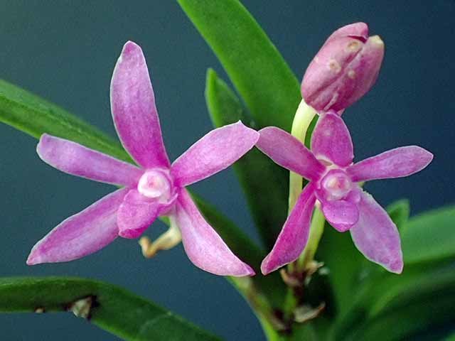 富貴蘭 風蘭 紫金剛