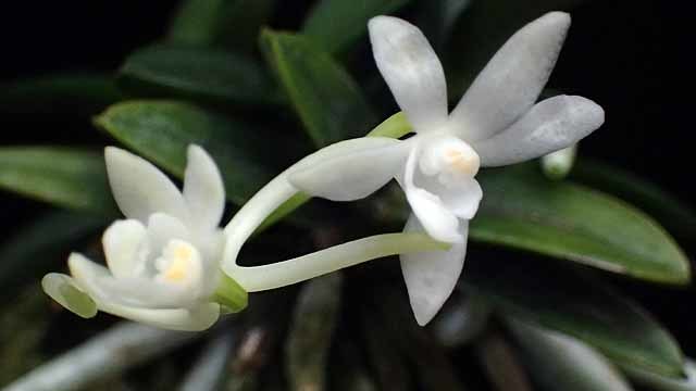 千載の花 : 富貴蘭チャンネル