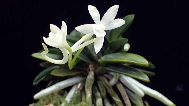 千載の花 : 富貴蘭チャンネル