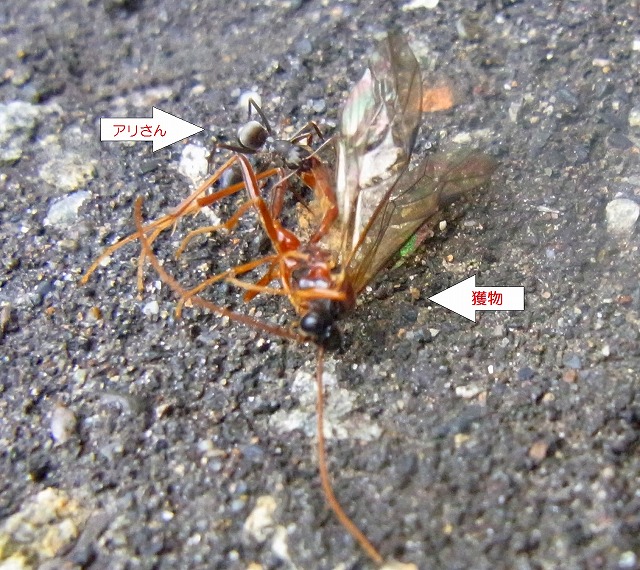 f0157901_1138810.jpg