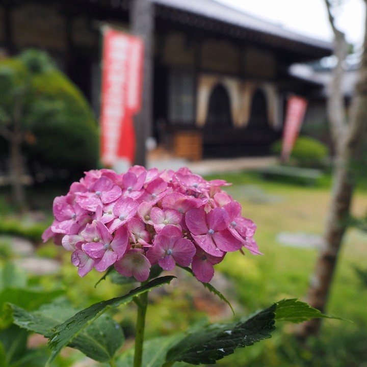 長念寺_a0268412_17500603.jpg