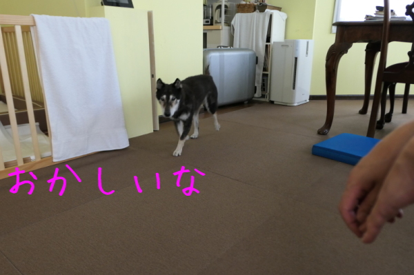f0369014_14180613.jpg