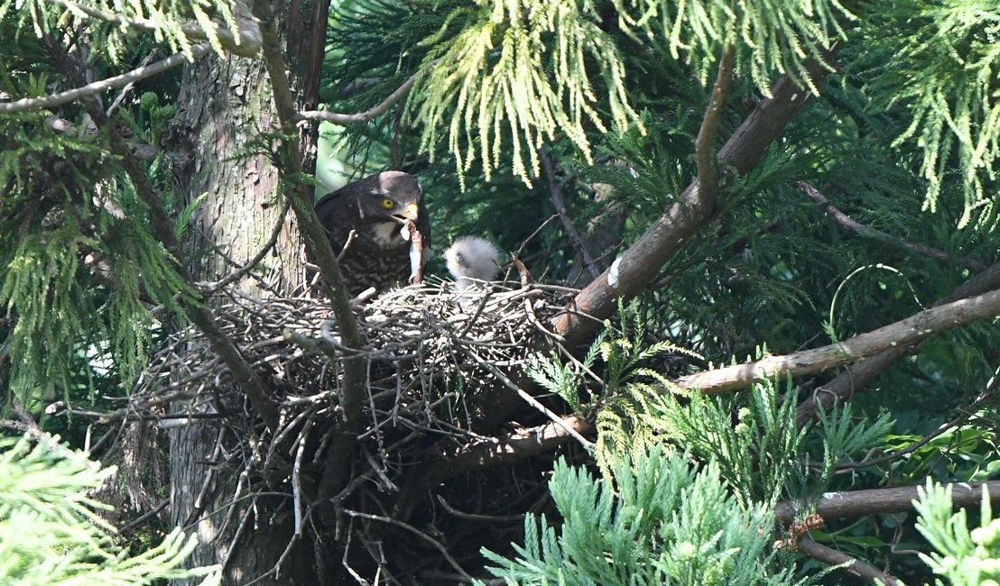 c0385415_06132550.jpg