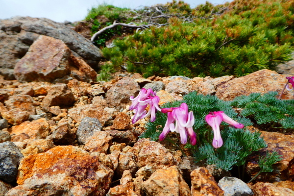 ＊＊＊ 乗鞍岳剣ヶ峰下山　富士見岳登頂(2,817M) 編 ＊＊＊_d0170615_14451898.jpg