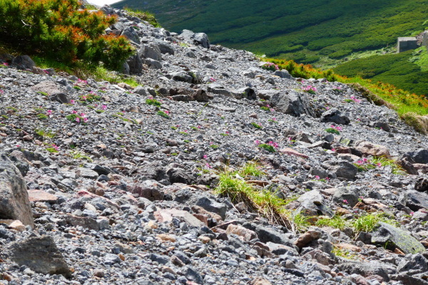 ＊＊＊ 乗鞍岳剣ヶ峰下山　富士見岳登頂(2,817M) 編 ＊＊＊_d0170615_14464884.jpg