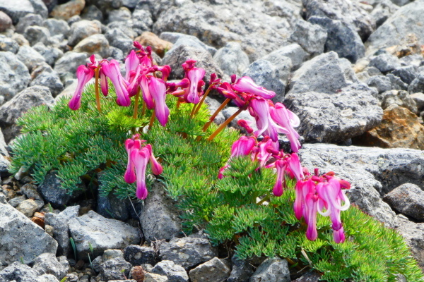 ＊＊＊ 乗鞍岳剣ヶ峰下山　富士見岳登頂(2,817M) 編 ＊＊＊_d0170615_14473060.jpg