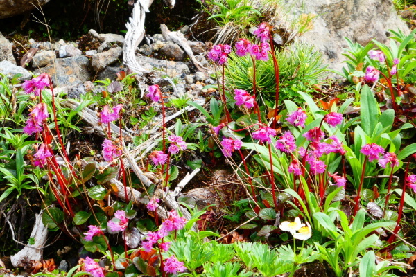 ＊＊＊ 乗鞍岳剣ヶ峰下山　富士見岳登頂(2,817M) 編 ＊＊＊_d0170615_14474569.jpg