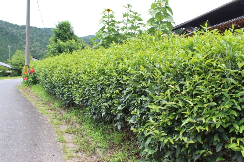 b0220318_07591066.jpg