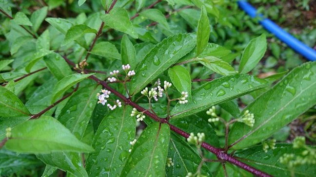 f0228619_8245916.jpg