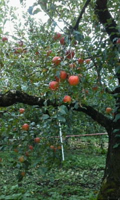 c0074721_15505299.jpg