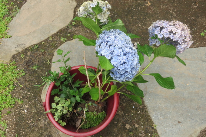 紫陽花のてまりてまりブルーを頂いて 光さんの日常