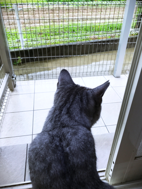 雨が降り続いてます_d0355333_23293602.jpg