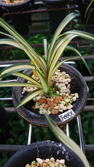 春蘭の新芽2 2018年 : 蘭万園日記