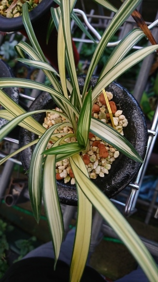 春蘭の新芽2 2018年 : 蘭万園日記