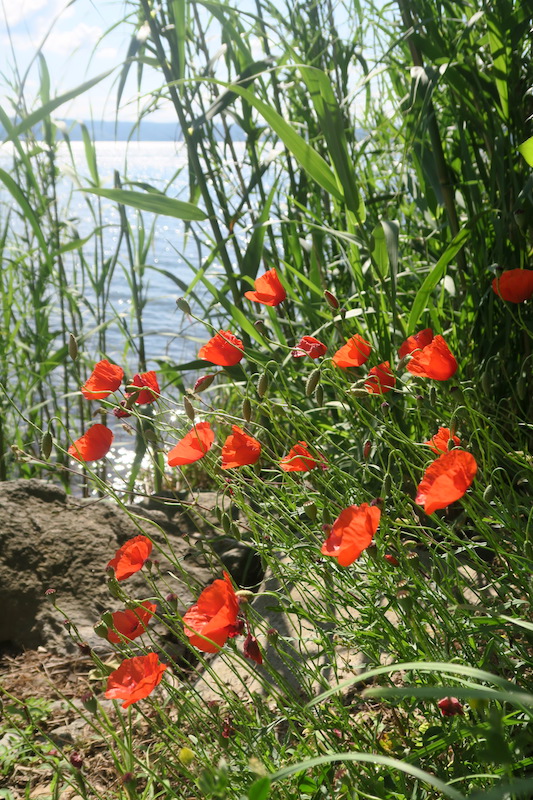 アジサイ花咲くボルセーナ、湖と古城の村_f0234936_2213214.jpg