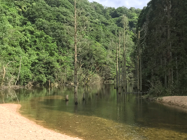 ★ 花シリーズ“ あじさい 神戸 市立 森林植物園 ” と き：７月１日（日）_e0371039_1119024.gif