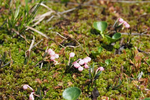 平ヶ岳の花_b0189948_16223797.jpg