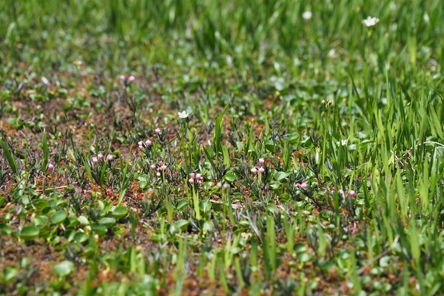 平ヶ岳の花_b0189948_1628266.jpg