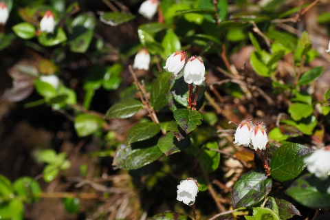 平ヶ岳の花_b0189948_1630126.jpg