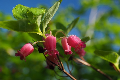 平ヶ岳の花_b0189948_16301336.jpg