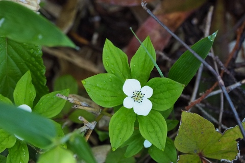 平ヶ岳の花_b0189948_16312773.jpg