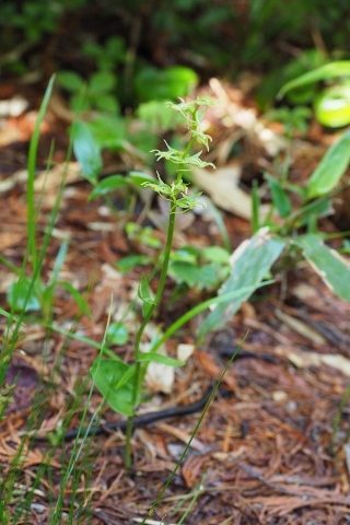 平ヶ岳の花_b0189948_16313973.jpg