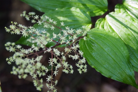 平ヶ岳の花_b0189948_16323541.jpg