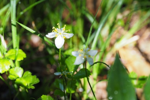 平ヶ岳の花_b0189948_16342611.jpg