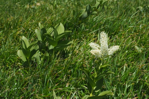 平ヶ岳の花_b0189948_16345753.jpg