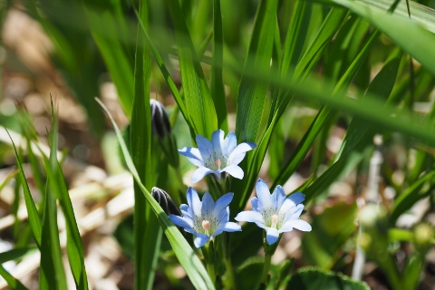 平ヶ岳の花_b0189948_16351367.jpg