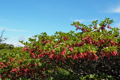 平ヶ岳の花_b0189948_16352527.jpg