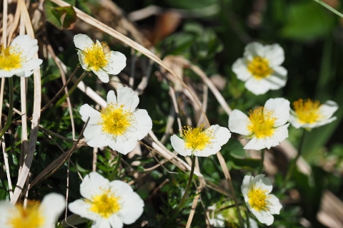 平ヶ岳の花_b0189948_16372056.jpg