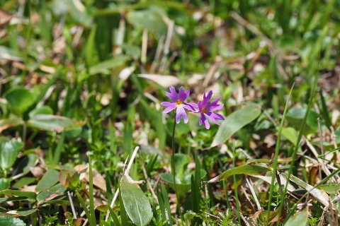 平ヶ岳の花_b0189948_1637430.jpg