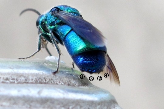 青 蜂 （ クロバネセイボウ ） : 野山の住認たちⅡ