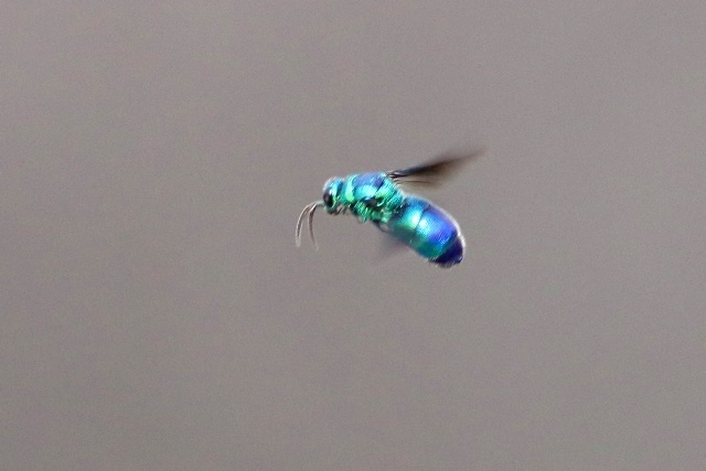 クロバネセイボウ35ミリ