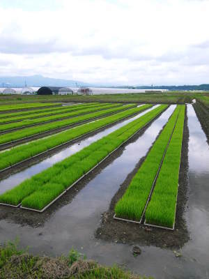 七城米　長尾農園　平成30年度の田植えの様子を現地取材！今年も美しすぎる田んぼなんです！_a0254656_17242706.jpg